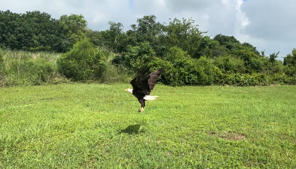 The Houston SPCA releases a blad eagle after treating the animal for several months.