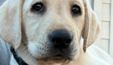 CBS News Texas new meteorologist meets Canine Companions new puppy
