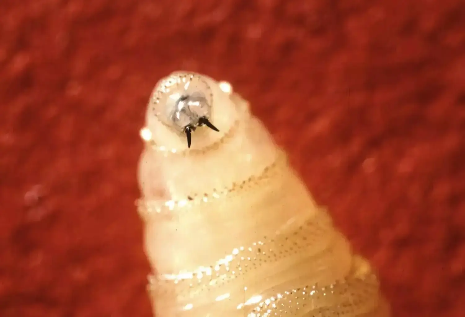 New World screwworm larva, like the one pictured, will hatch and feed on the flesh of living animals, typically cattle. Cases in humans are rare but can be fatal.