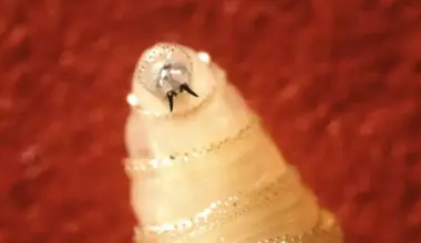 New World screwworm larva, like the one pictured, will hatch and feed on the flesh of living animals, typically cattle. Cases in humans are rare but can be fatal.
