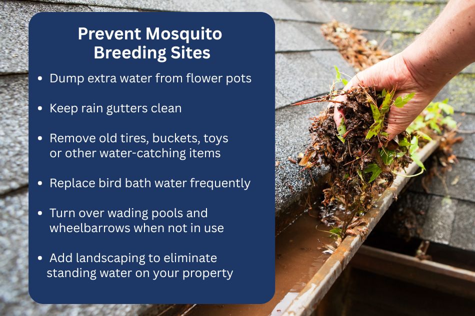 A person cleaning out a rain gutter of debris so that the standing water can drain and not lead to a mosquito breeding site.