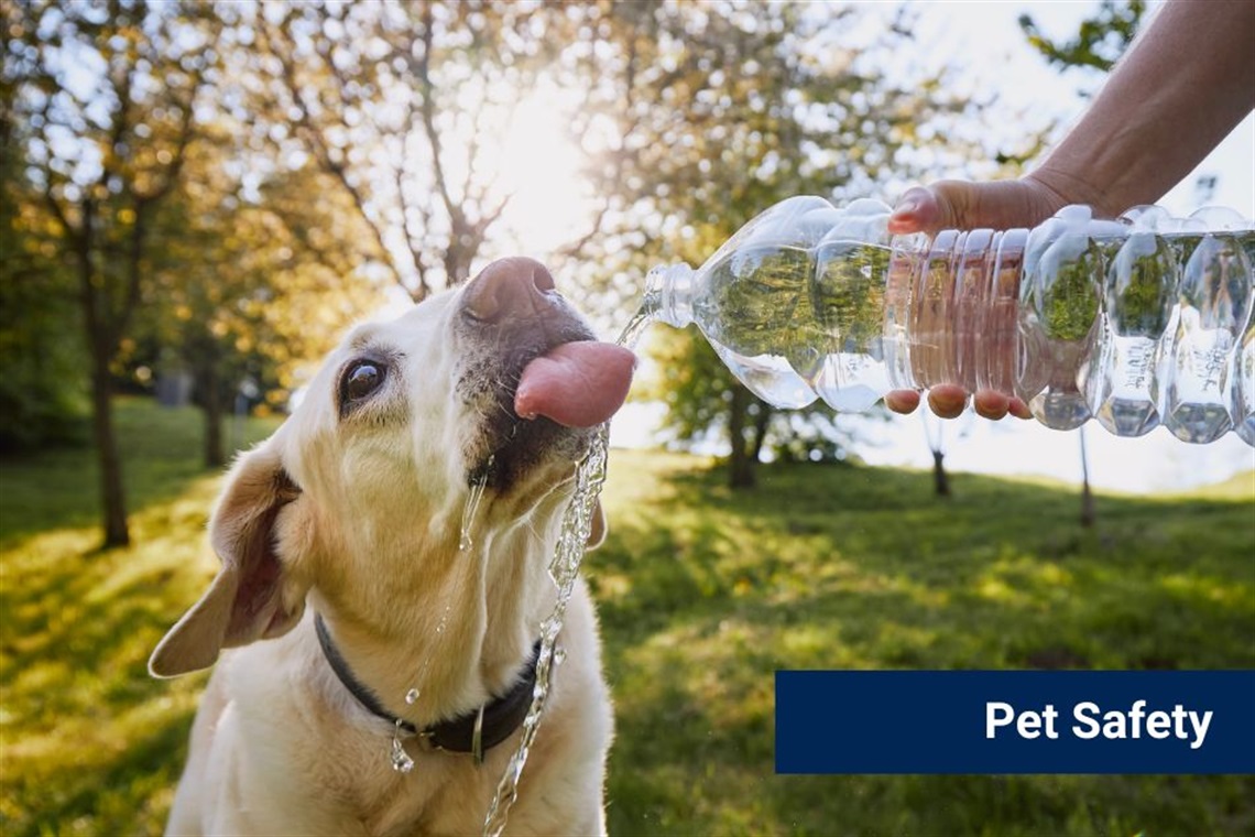 Dog drinking water from a bottle on a hot summer day.
