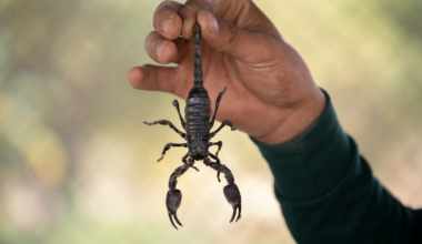 Ultimate Guide To Stopping Common Texas Summer Pests Fast