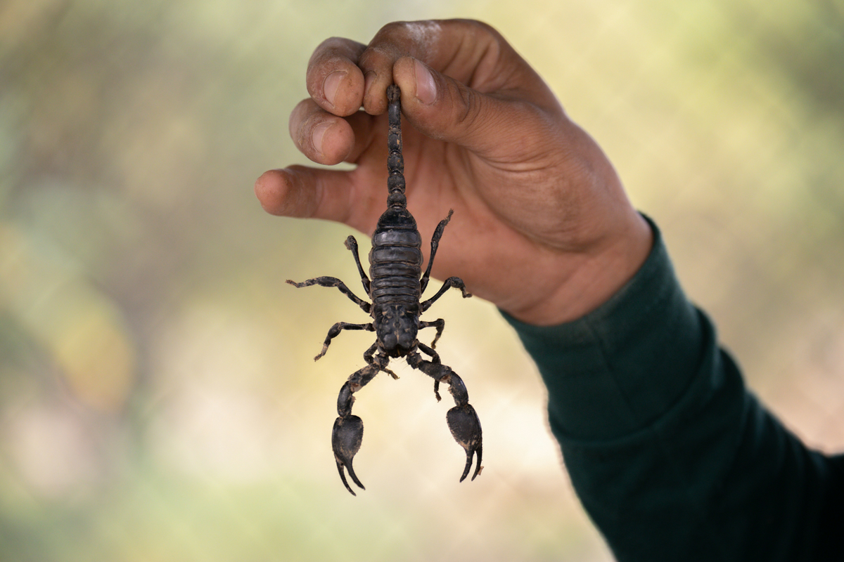 Ultimate Guide To Stopping Common Texas Summer Pests Fast