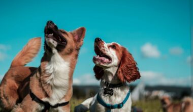 How Premiere Cinemas Is Celebrating 'Supergirl' With Pet Adoptions