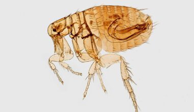 Understanding Flea-Borne Typhus Risks After West Texas Rain