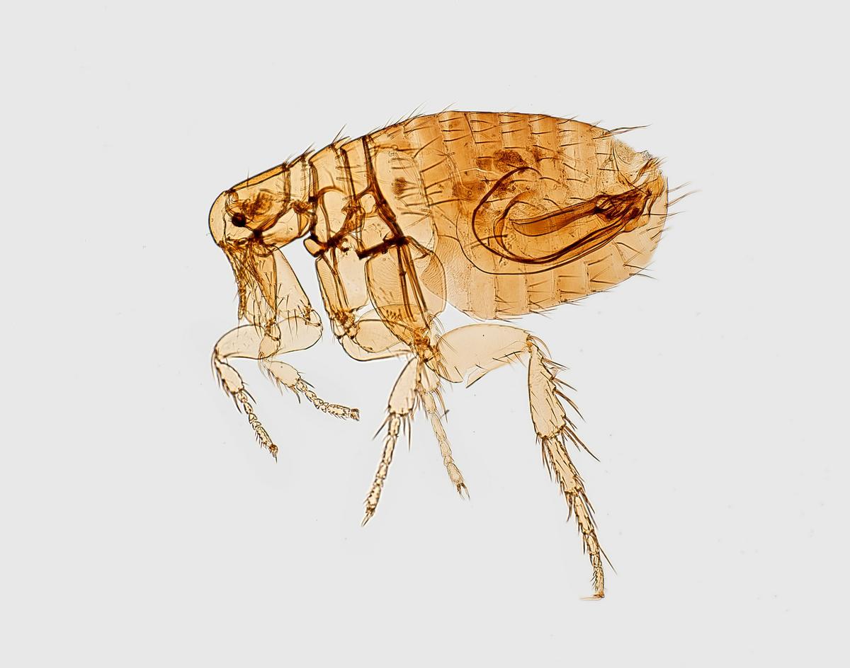 Understanding Flea-Borne Typhus Risks After West Texas Rain