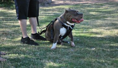 Essential Tips to Keep Your Pets Safe This El Paso Summer