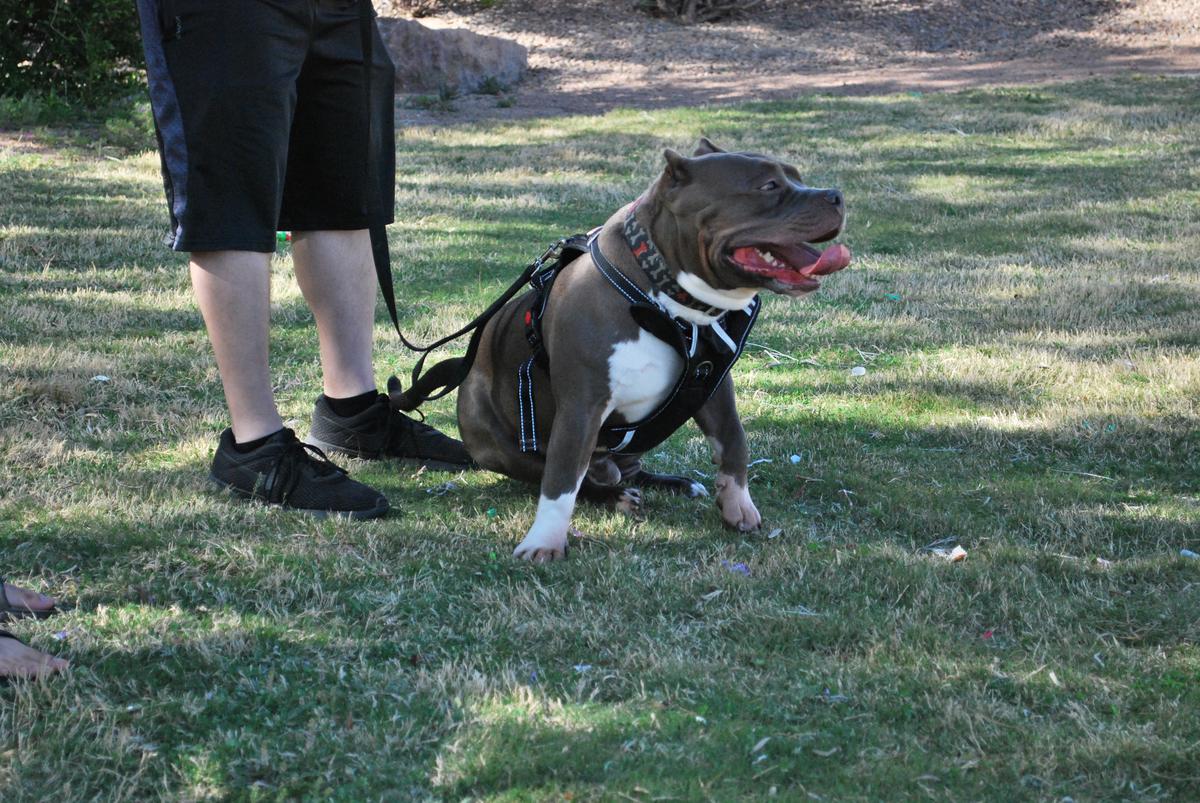 Essential Tips to Keep Your Pets Safe This El Paso Summer