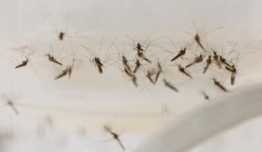 Dangerous West Nile Virus Confirmed: Essential Symptoms To Spot