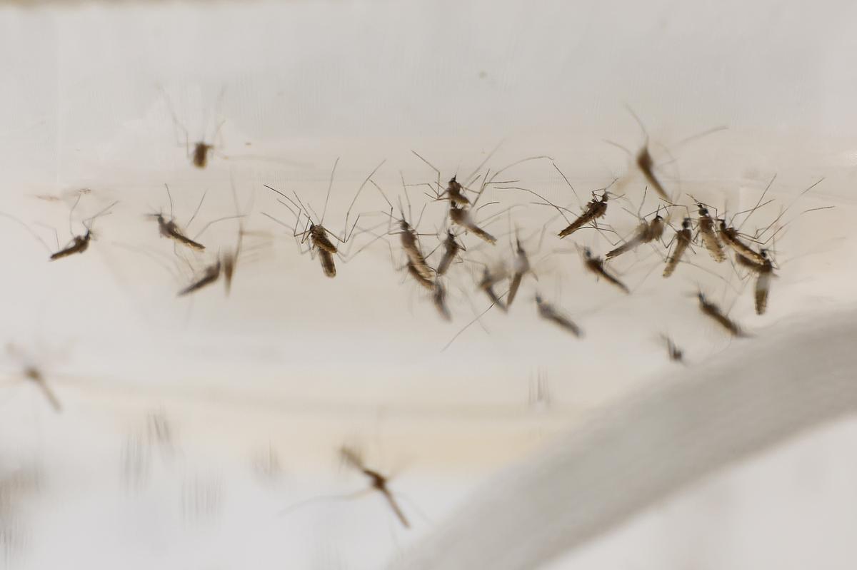 Dangerous West Nile Virus Confirmed: Essential Symptoms To Spot