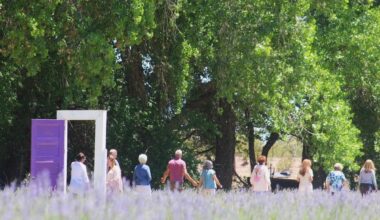 This Dreamy Lavender Farm Is Only 2 Hours From El Paso