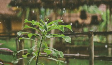 Lubbock Rain Forecast: Daily Storms Threaten Backyard Gardens