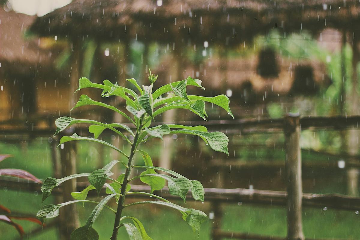 Lubbock Rain Forecast: Daily Storms Threaten Backyard Gardens