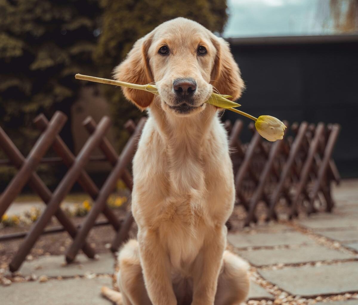 Lubbock's Free Dog Adoption Event: Consider The Commitment