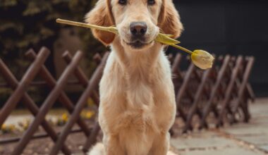 Lubbock's Free Dog Adoption Event: Consider The Commitment