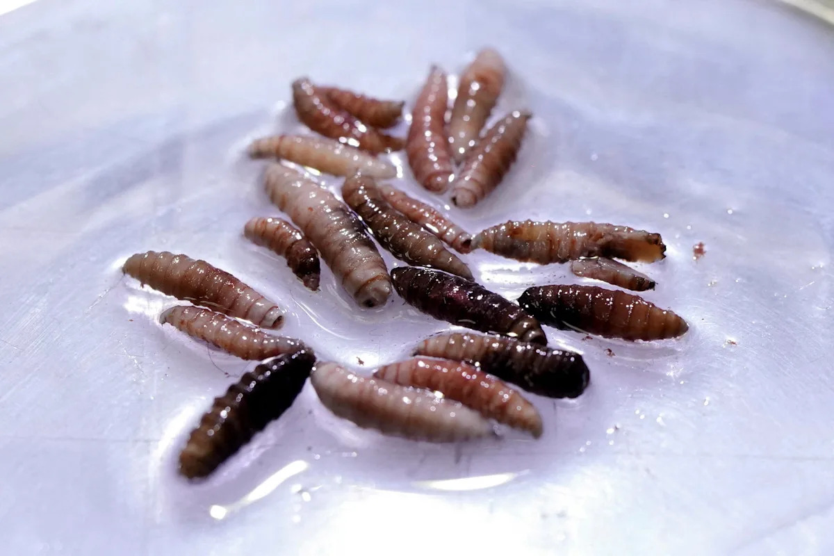 Screwworm confirmed in Texas: What to know about the flesh-eating parasite that can infect livestock, pets and, in rare cases, people