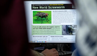 US screwworm update as new case confirmed in Texas