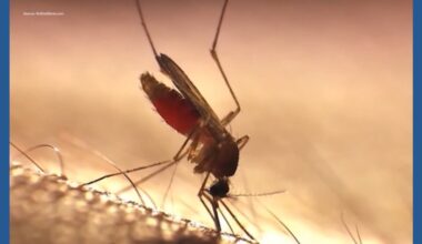 Corpus Christi updates mosquito spraying schedule after weather delays