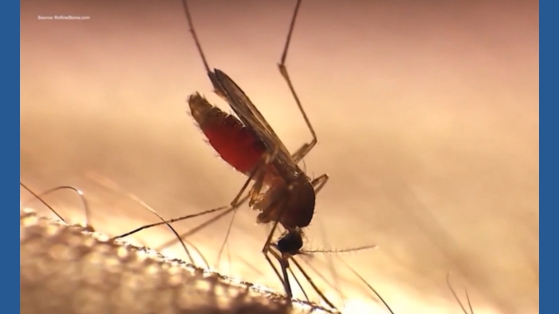 Corpus Christi updates mosquito spraying schedule after weather delays