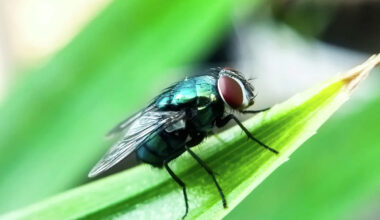 Texas just confirmed a second case of the flesh-eating screwworm