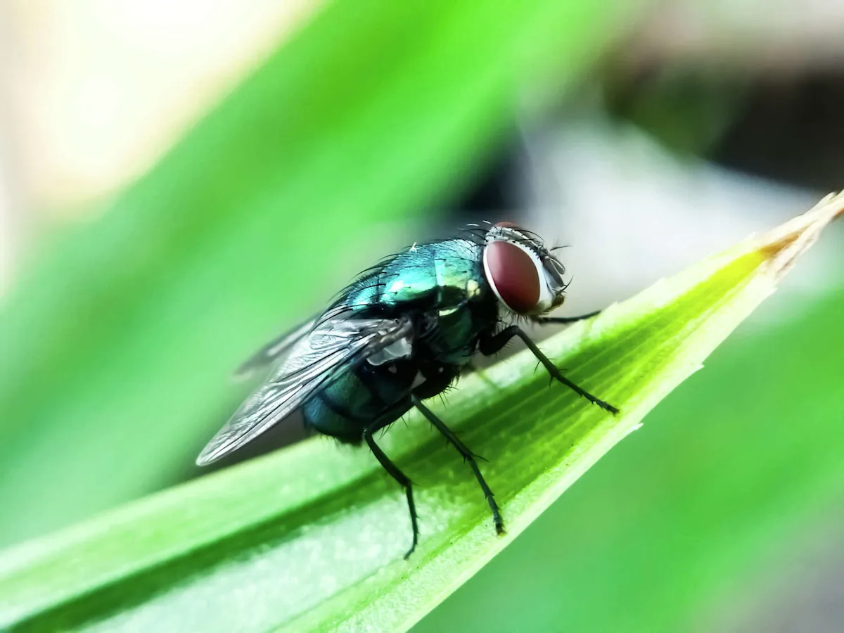 Texas just confirmed a second case of the flesh-eating screwworm