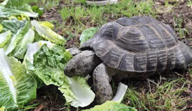 Bernard wins 2026 Corpus Christi Tortoise Race – The Oxford Student