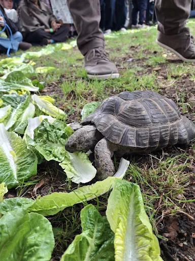 Bernard wins 2026 Corpus Christi Tortoise Race – The Oxford Student