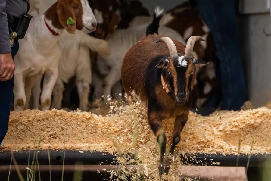Goats clearing invasive weeds around El Paso County Jail