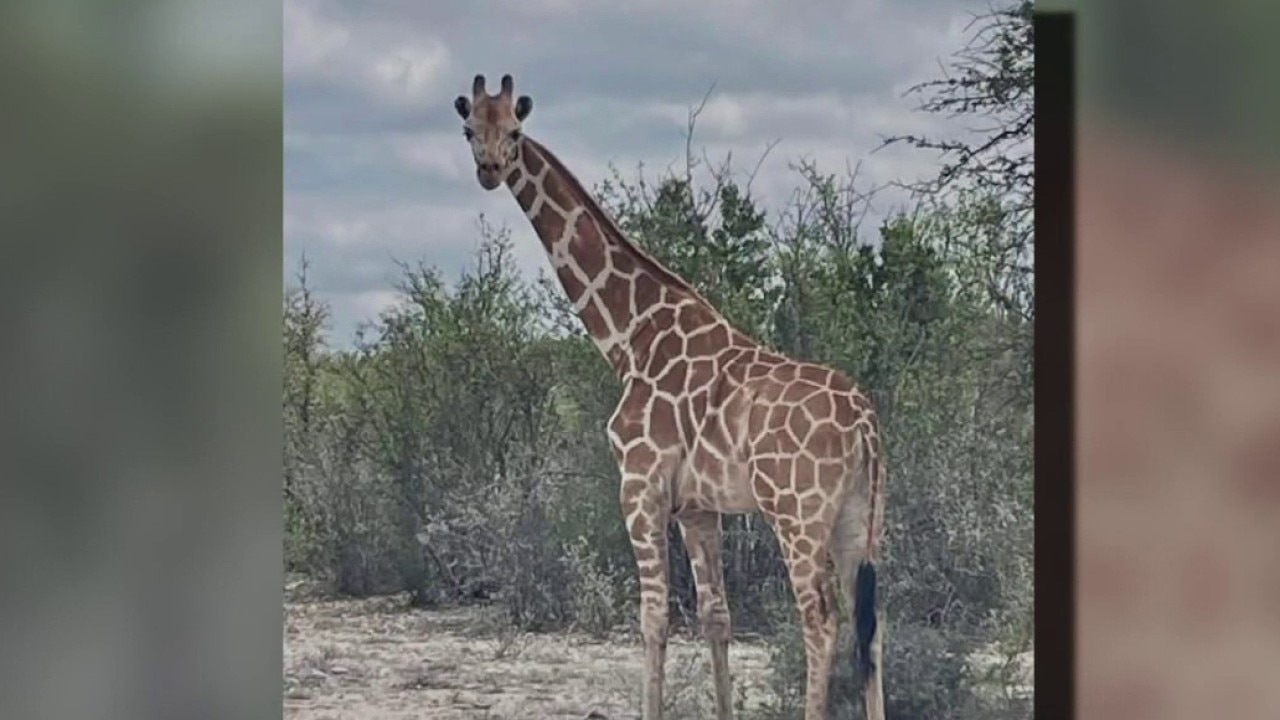 FILE – Giraffe goes missing from Texas ranch
