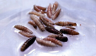 USDA confirms New World screwworm in Texas calf, first in decades