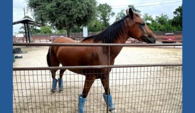 'Mass euthanasias' | Screwworm could have deeper implications for Texas’ already-crowded animal shelters