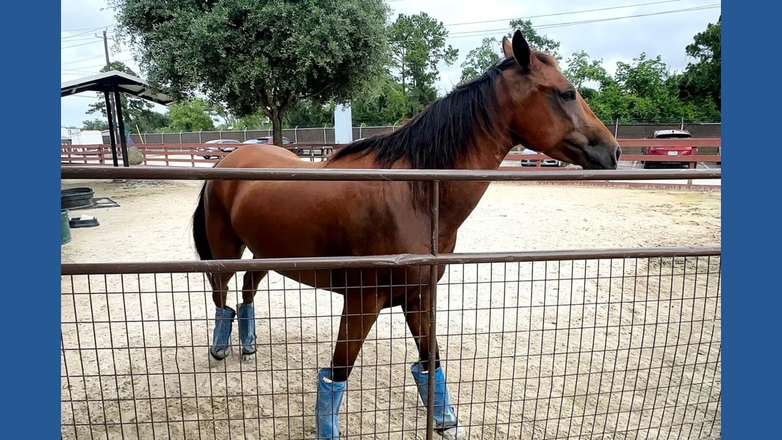 'Mass euthanasias' | Screwworm could have deeper implications for Texas’ already-crowded animal shelters