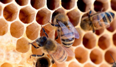 A Big Rig Flipped in Texas and Buried a Neighborhood Under 24 Million Furious Bees