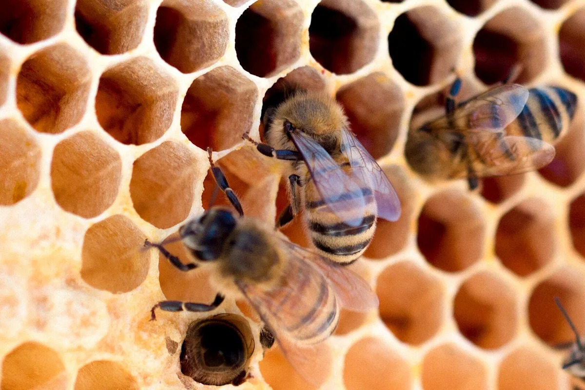A Big Rig Flipped in Texas and Buried a Neighborhood Under 24 Million Furious Bees