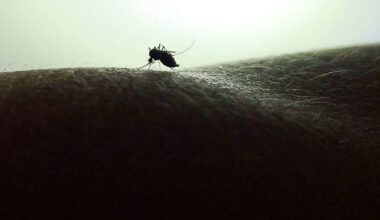 Why Austin has so many mosquitoes right now