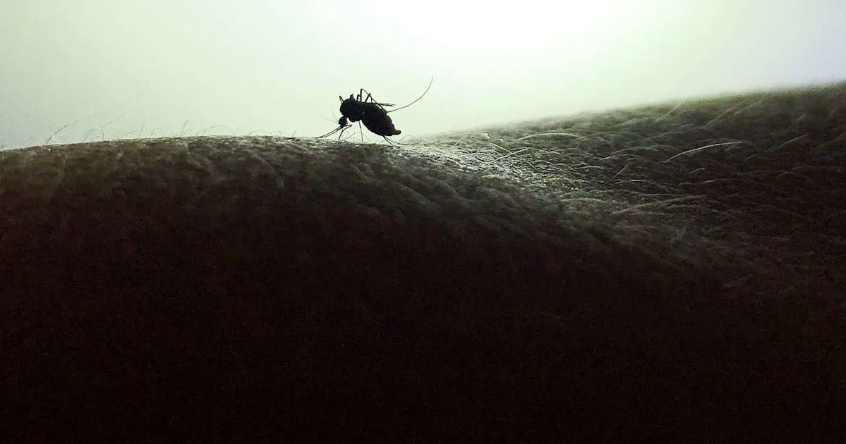 Why Austin has so many mosquitoes right now