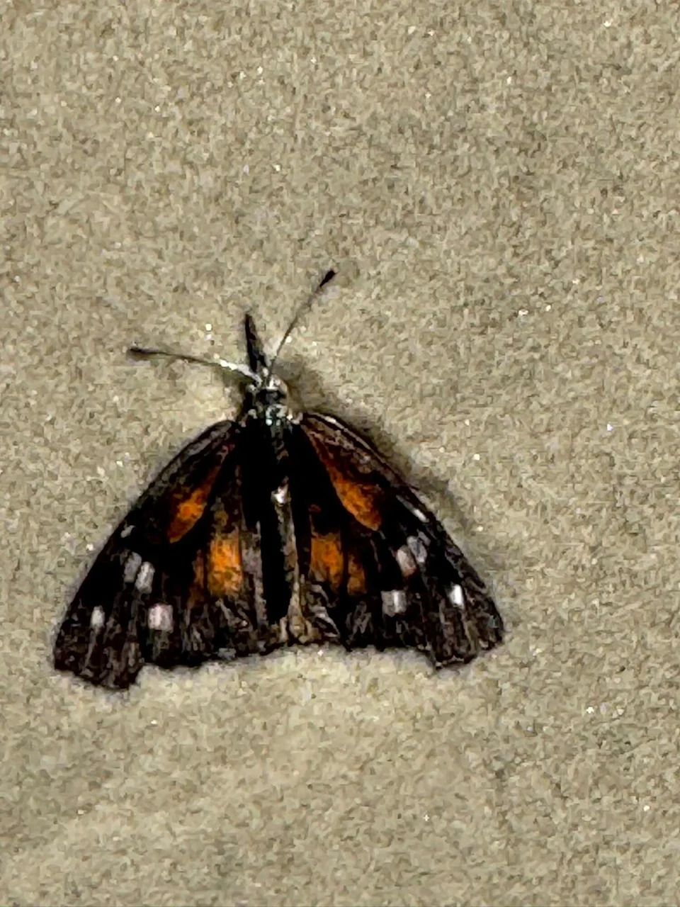 The American snout butterfly is common in Texas and known for occasional population explosions. (Tom Howe)