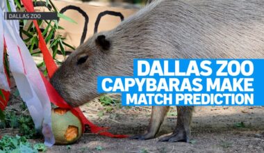Dallas Zoo capybaras predict World Cup match winner – NBC 5 Dallas-Fort Worth