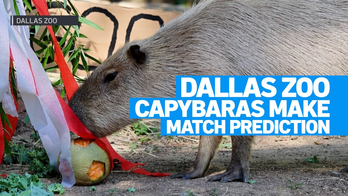 Dallas Zoo capybaras predict World Cup match winner – NBC 5 Dallas-Fort Worth
