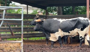 Texas farmers react to New World screwworm case