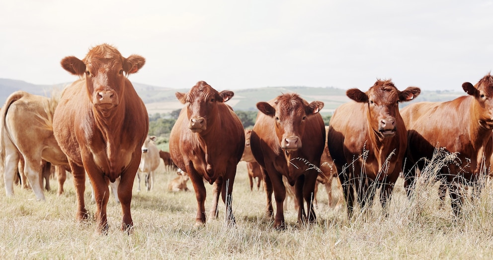 PHOTO: cows
