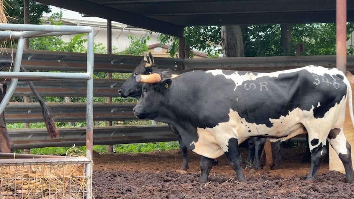 Texas farmers react to New World screwworm case
