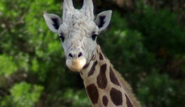 Runaway giraffe Gracie found roaming Texas Hill Country after 2-week search