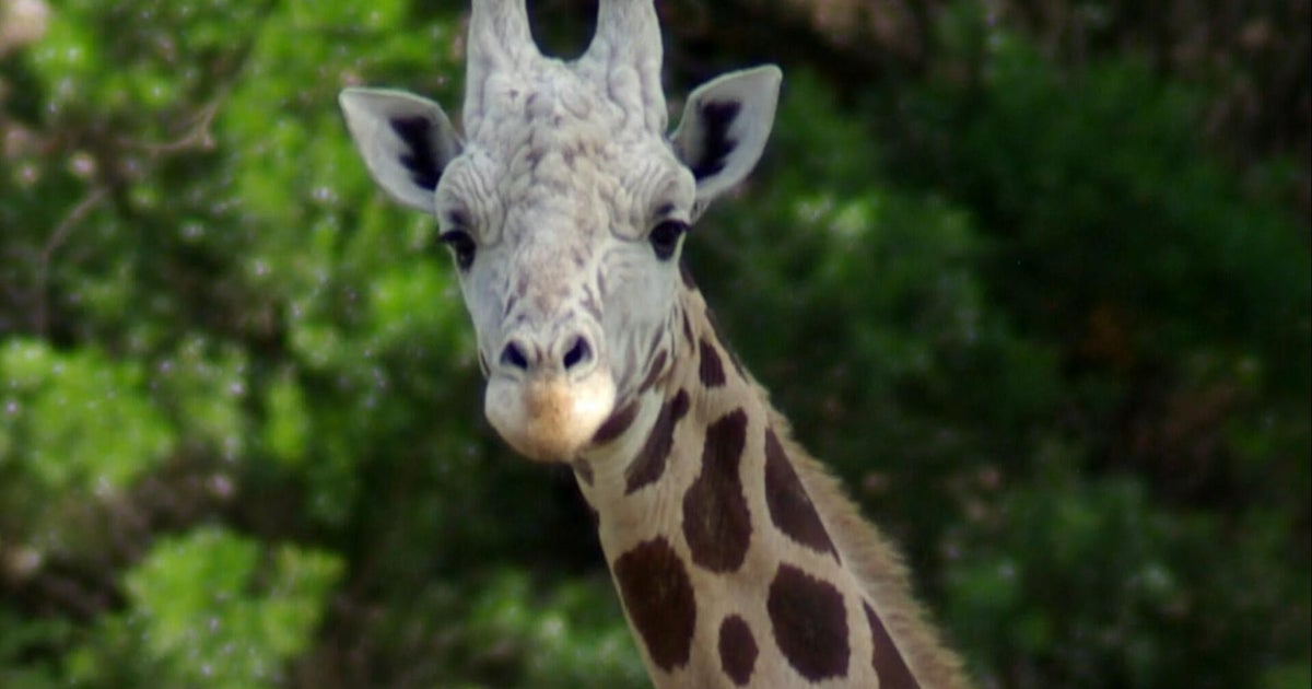 Runaway giraffe Gracie found roaming Texas Hill Country after 2-week search