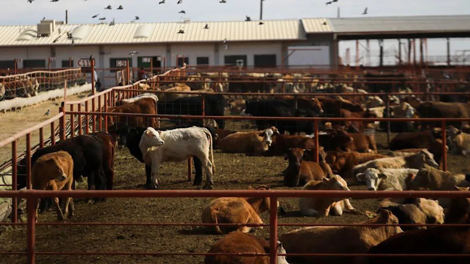 Livestock in pens outside