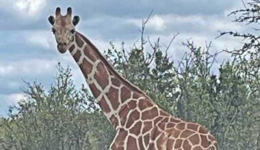 Hill Country giraffe Gracie remains at large as search lags