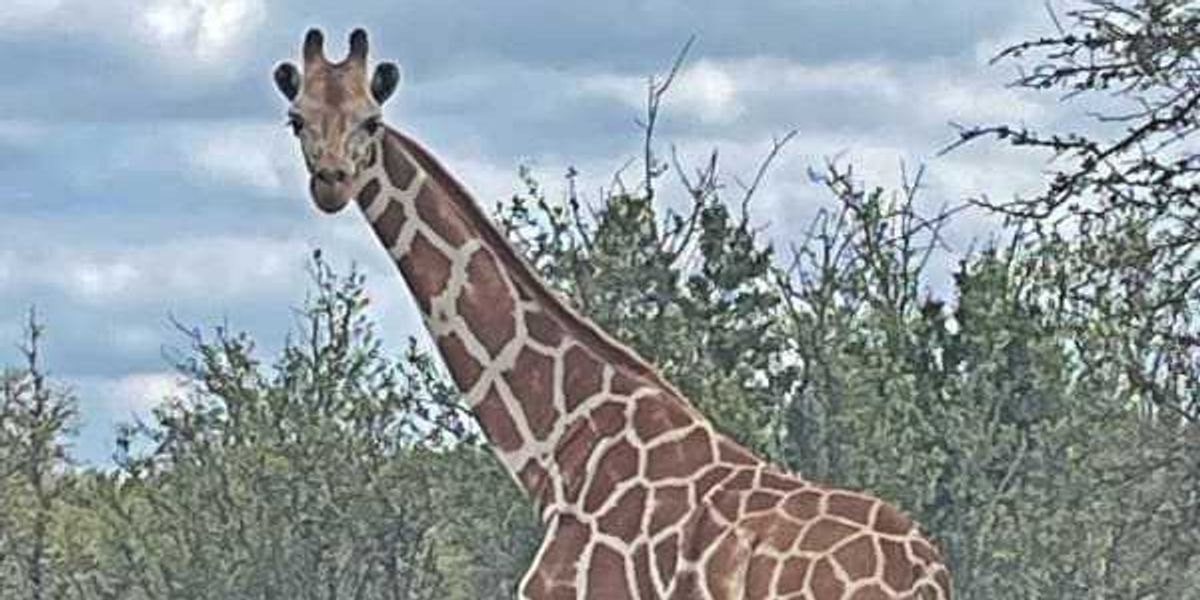 Hill Country giraffe Gracie remains at large as search lags