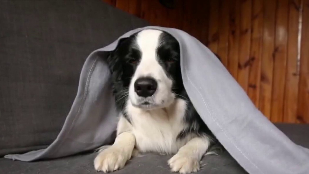 Screwworm risk and household pets