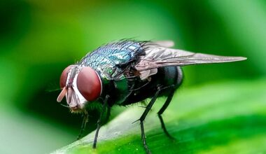 'Horror' flesh-eating New World screwworm case detected in Texas: USDA